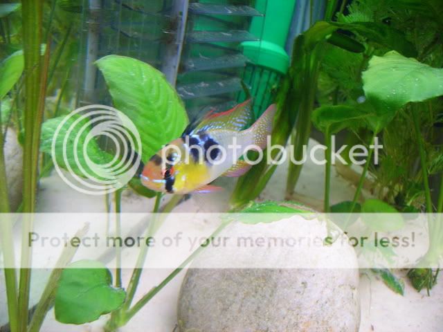 discus032.jpg