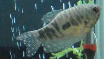 opaline.jpg