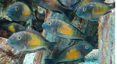 tropheus_mpulungu_group.gif