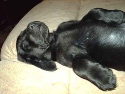 PuppyCouch2.jpg