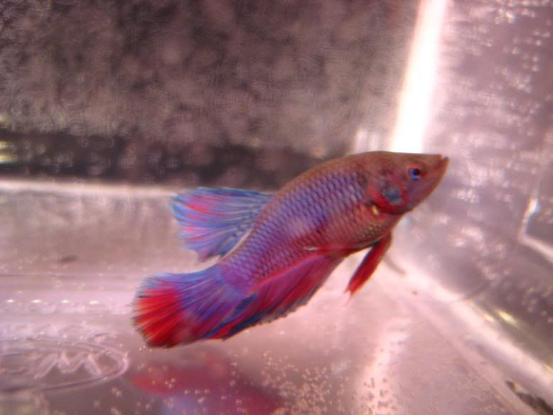 Fish568.jpg