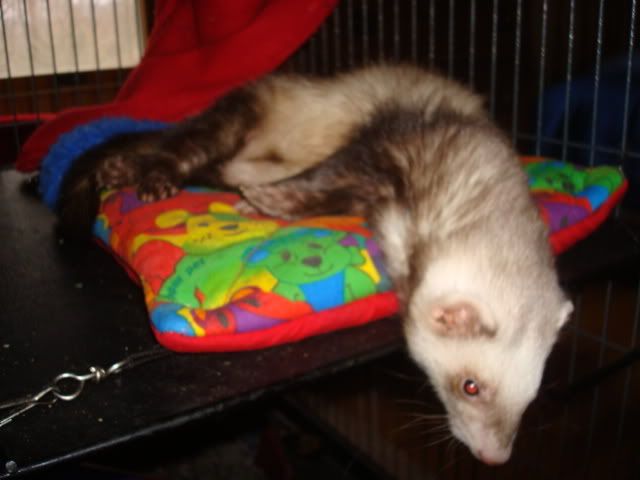 ferrets1008.jpg