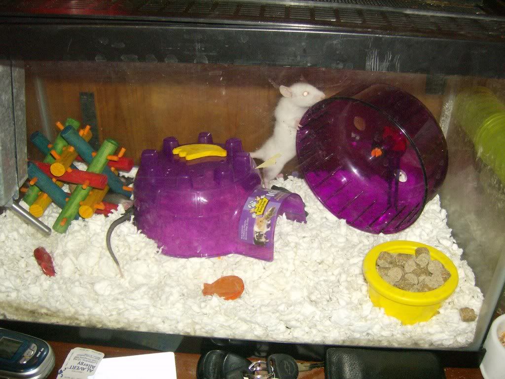 Rats008.jpg