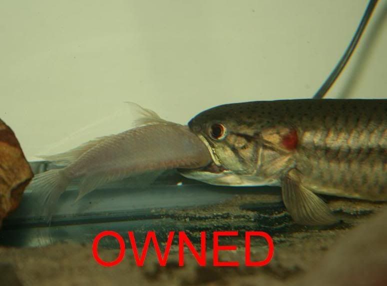 wolfownage-1.jpg