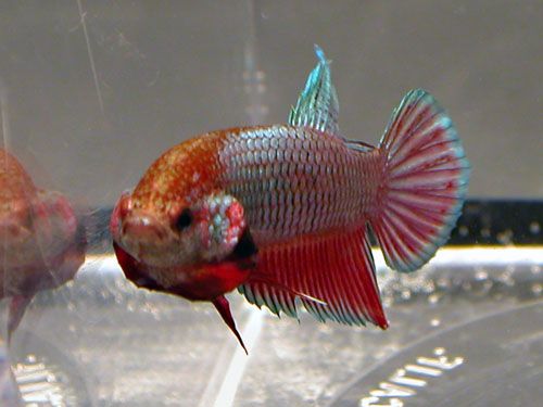 DSCN3370.jpg
