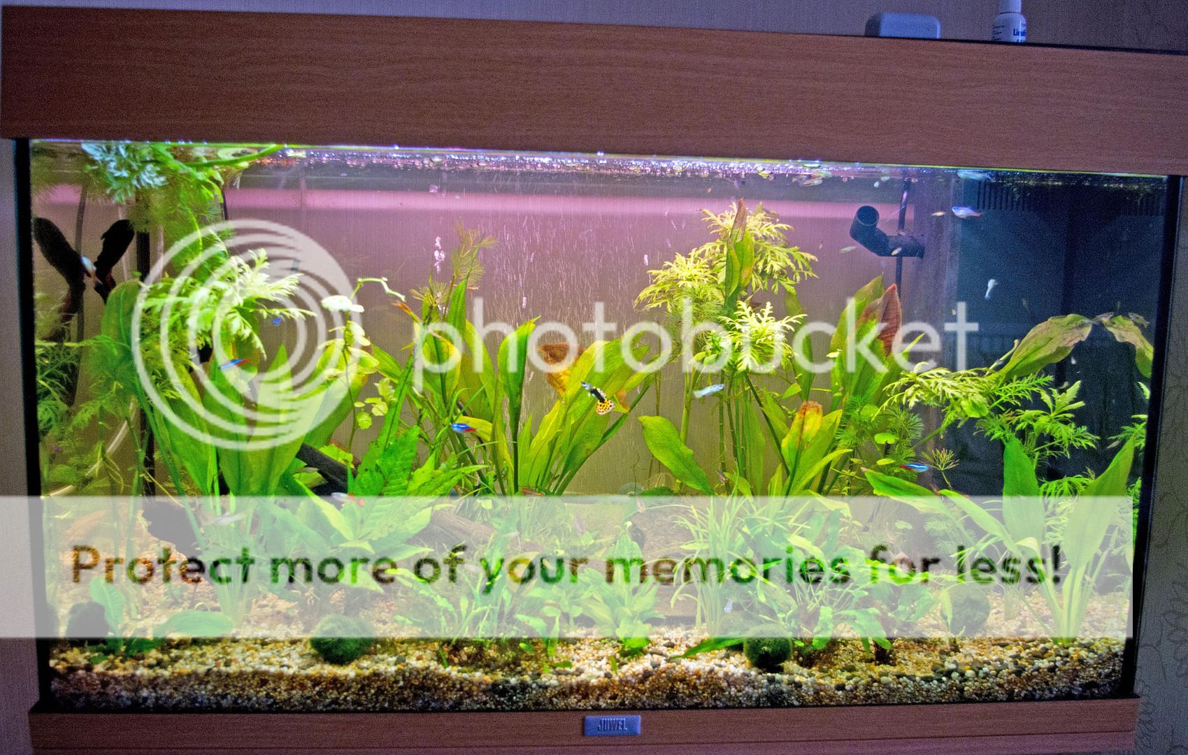 Tank1.jpg