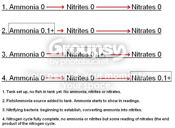 NitrogenCycle1.jpg
