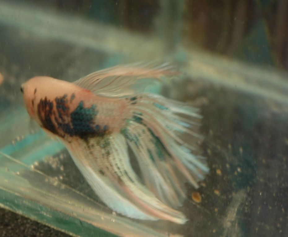 PaleHMMarble020609006.jpg