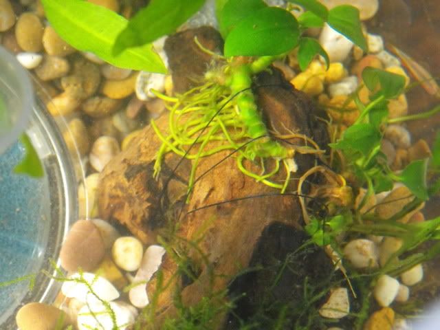 2010_0510anubias0010.jpg