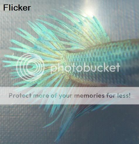 flicker4.jpg