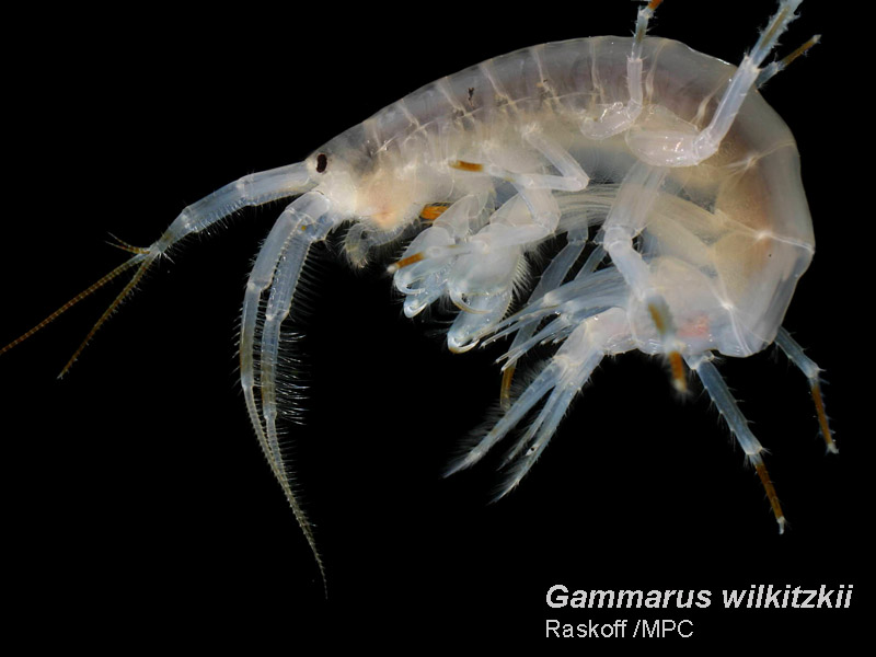 Gammarus_wilkitzkii_800x600.jpg