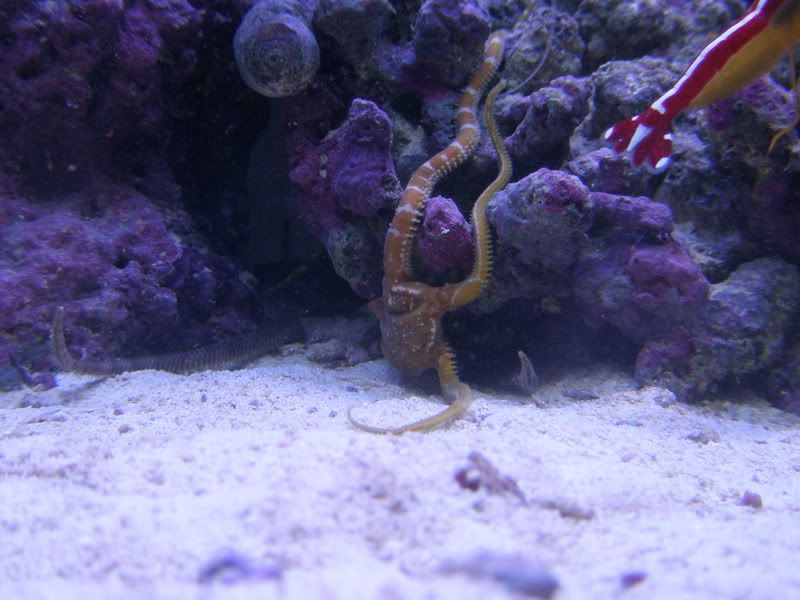 Fish2-10-07183.jpg