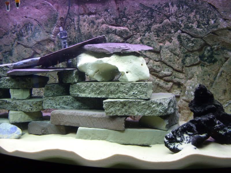 FishtankNov2011003.jpg