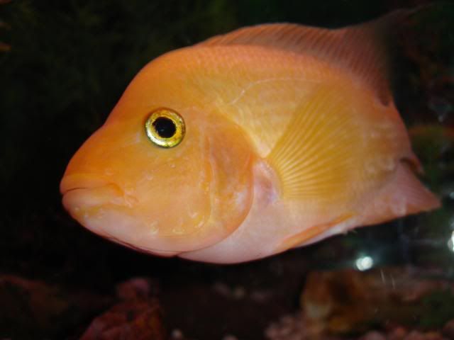 DSC04095.jpg