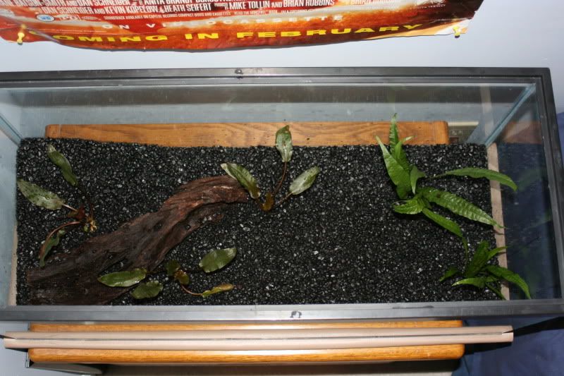 20GallonPlanted19.jpg