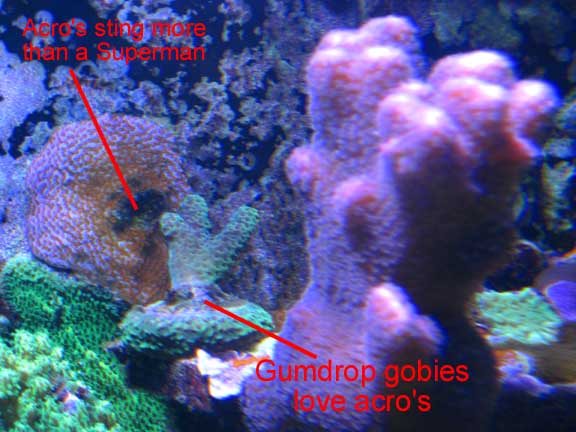 Oct2010Stylophora.jpg