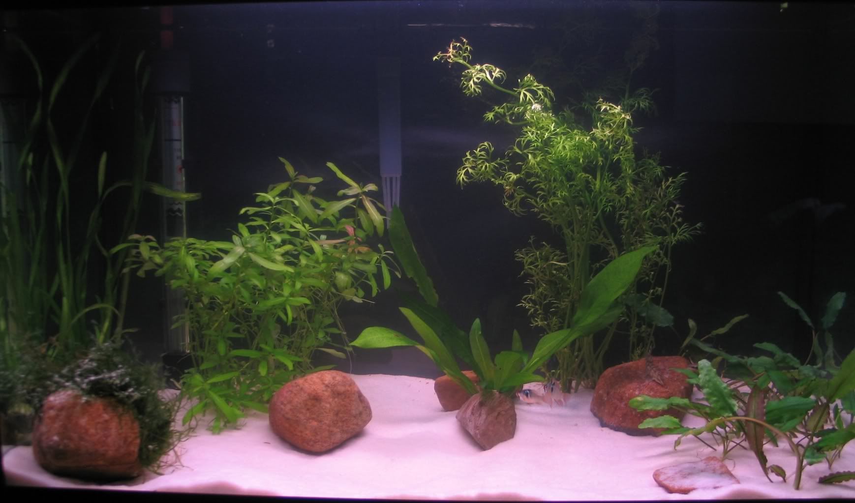 plantedtank.jpg