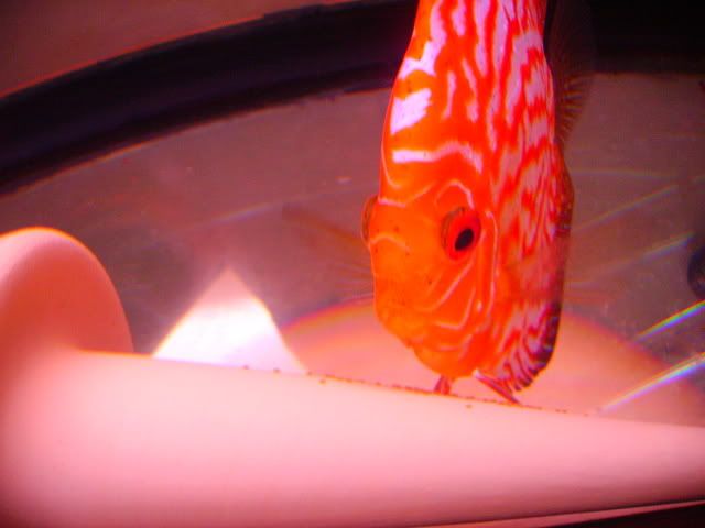 fish115.jpg