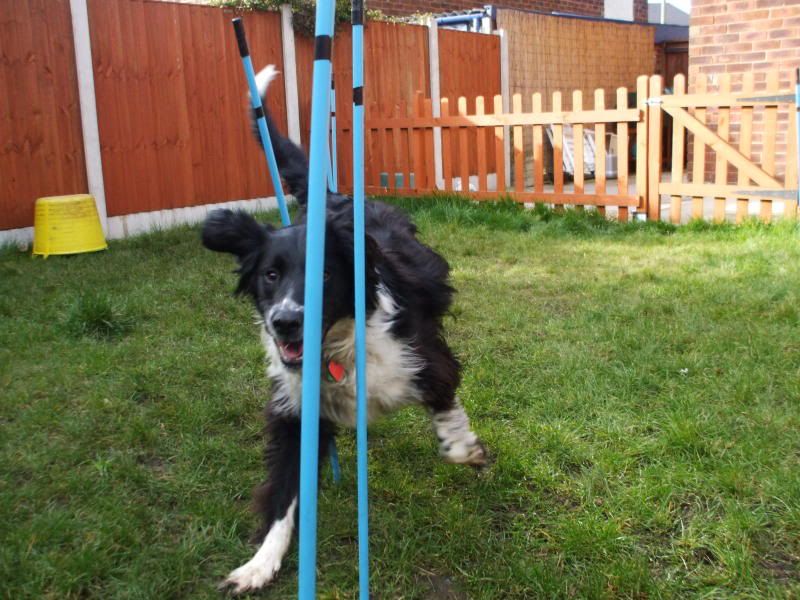 milnicgardenagility011.jpg