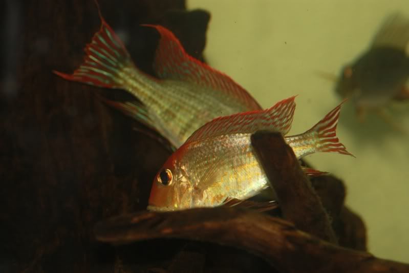 tapajos1.jpg