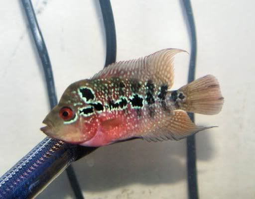 maleflowerhorn.jpg