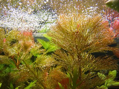 pearling_12_apr.jpg