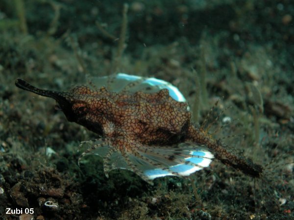Europegasus-draconis2.jpg