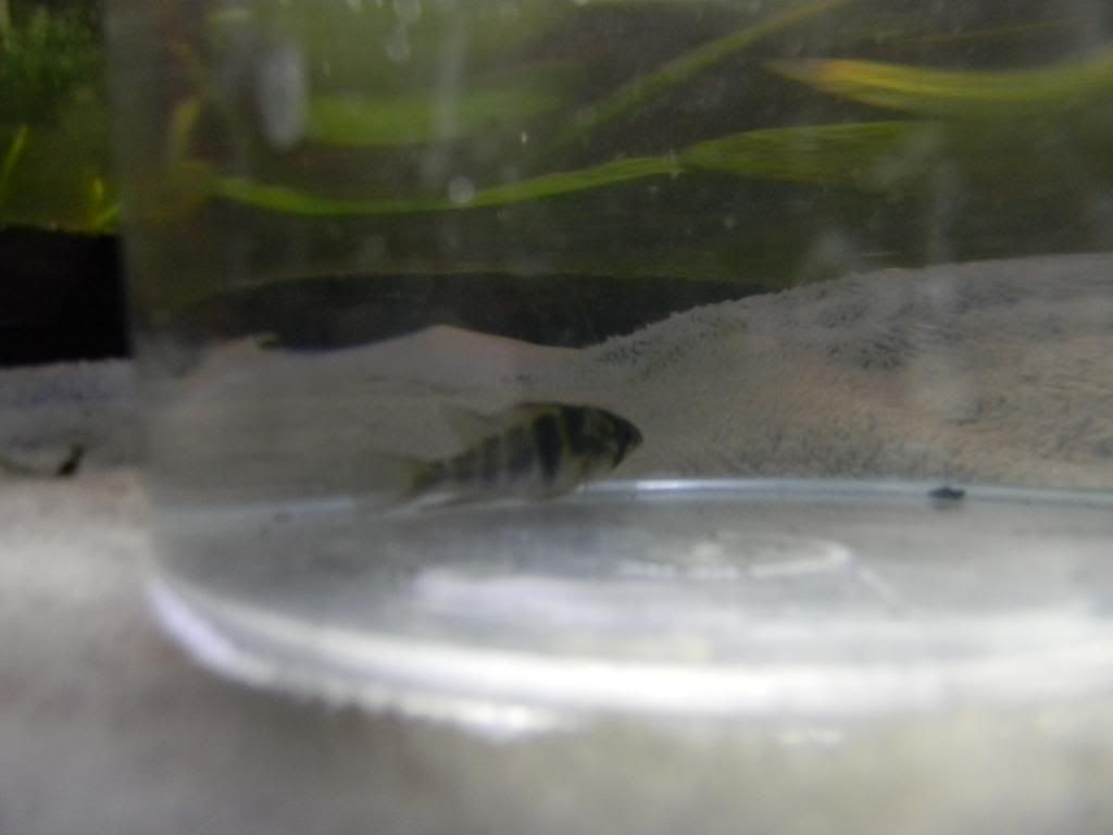 NewTank001_zps4d7ccc14.jpg