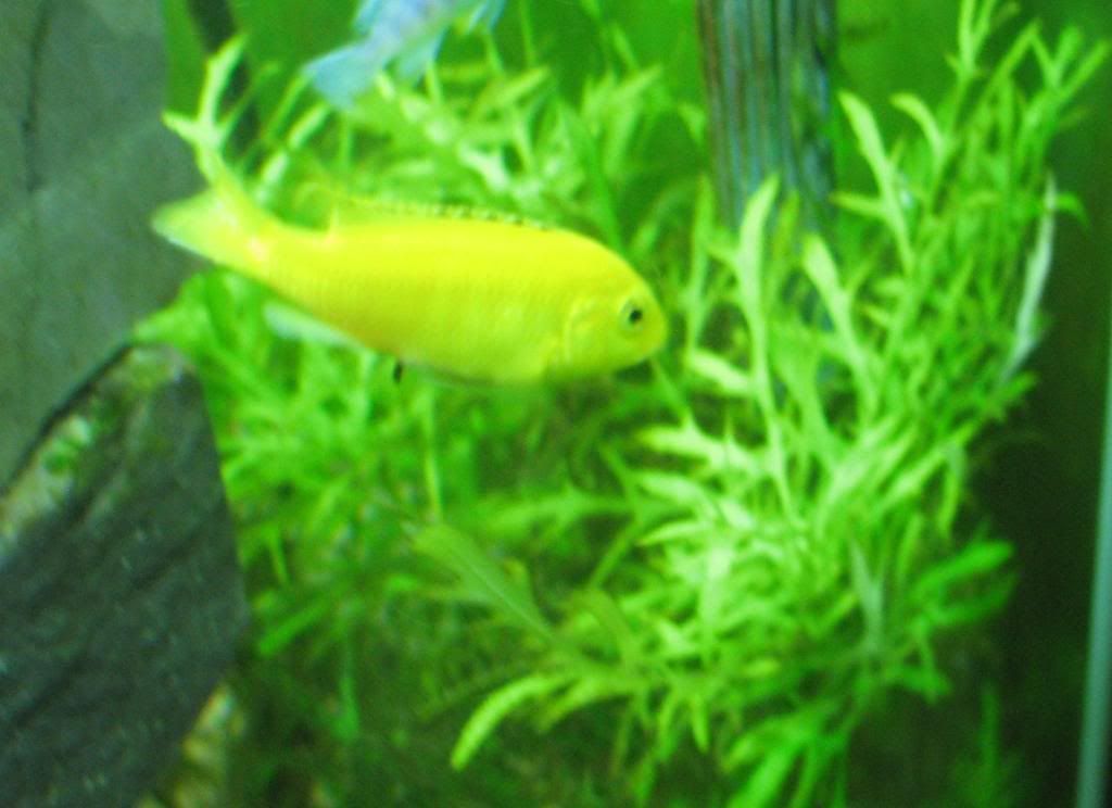 FishTank111.jpg