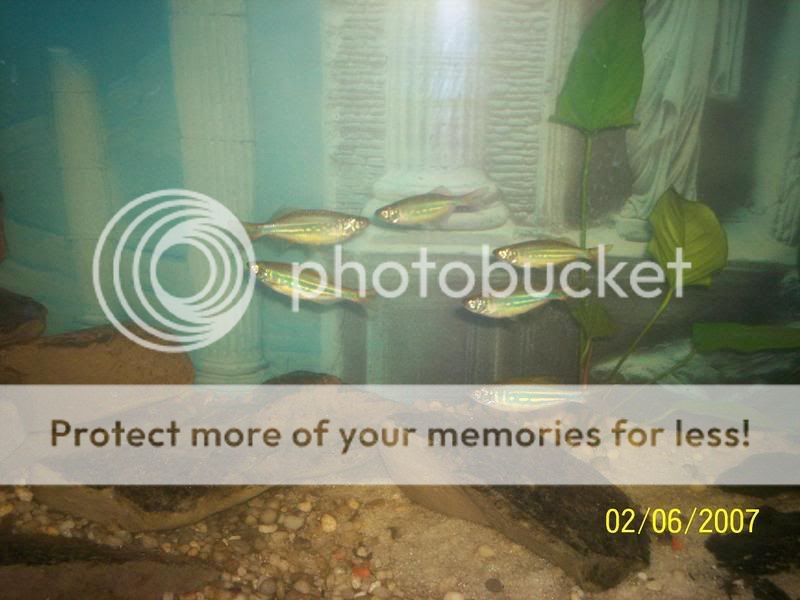 danios.jpg