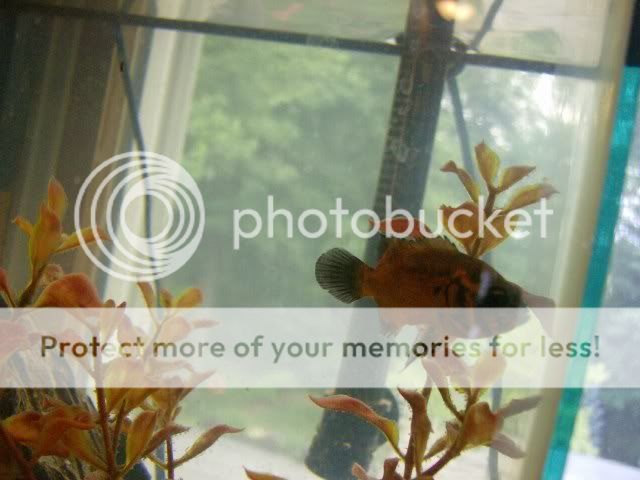 Fishies010.jpg