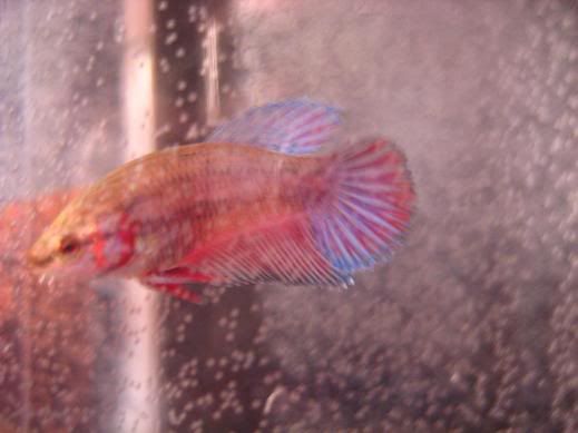 Fish515.jpg
