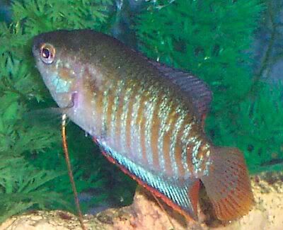 gourami2.jpg