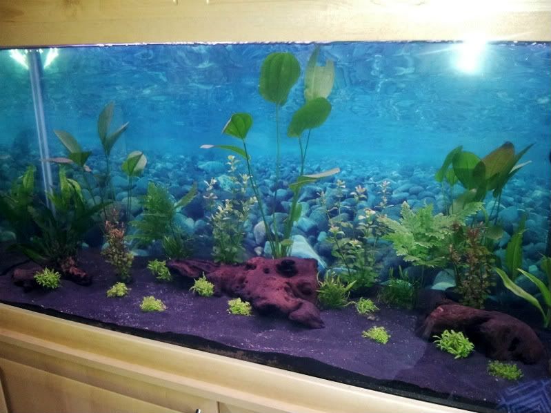 fishtankplanted800x600-1.jpg