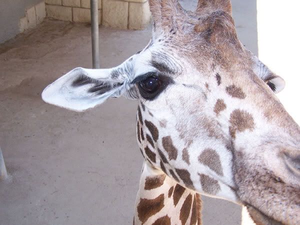 girraffe2.jpg