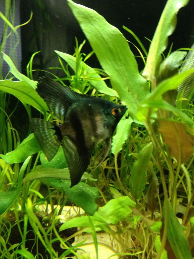 angelfish.jpg