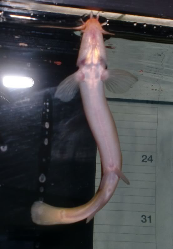 loach2.jpg