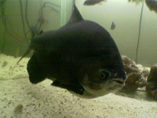 Image177.jpg