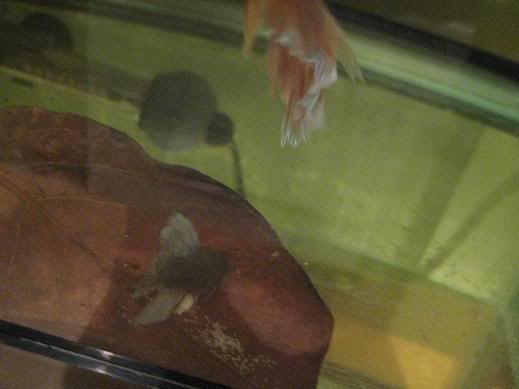 fish1155.jpg