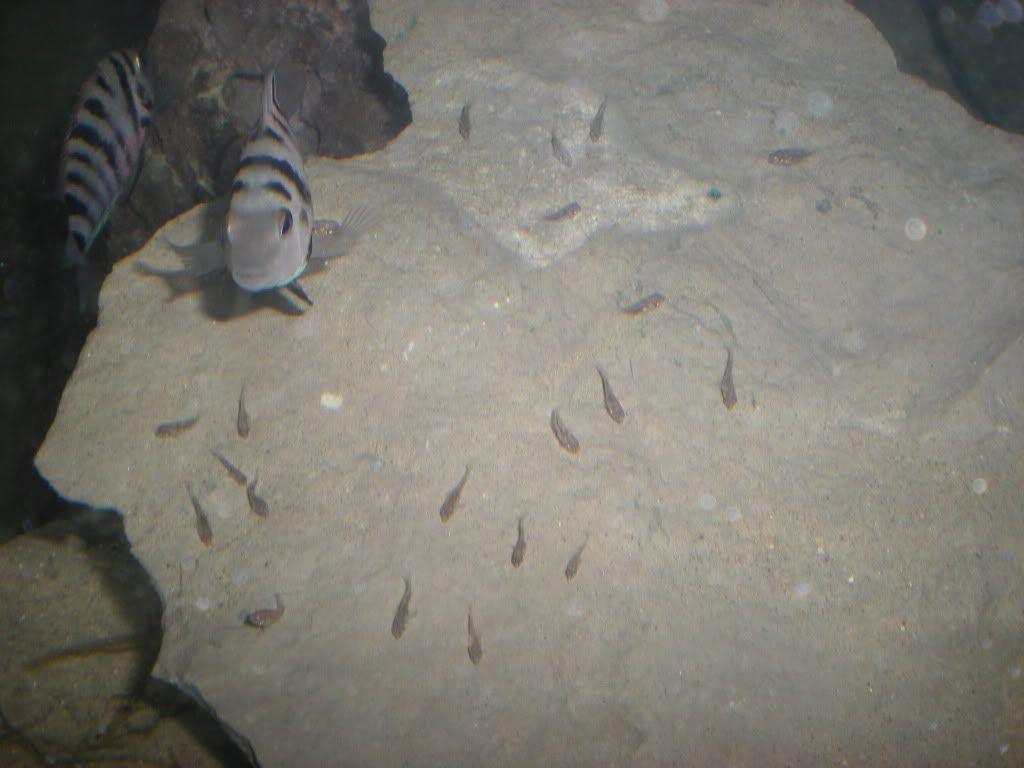 TFH018.jpg