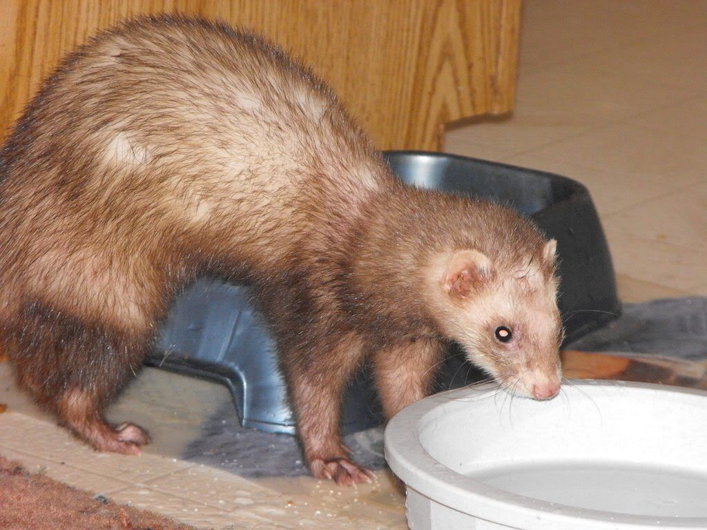 Ferrets054.jpg