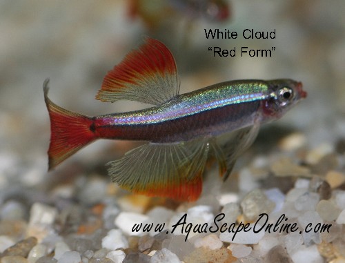 minnow%20white%20clowds%20red2.jpg