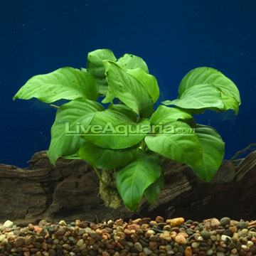p-25251-Anubias-Nana-on-Dr.jpg