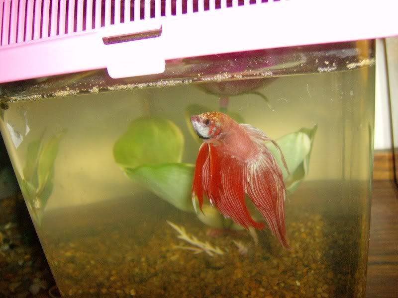 Fishes003.jpg