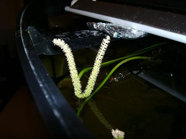 IMAG0033-1.jpg