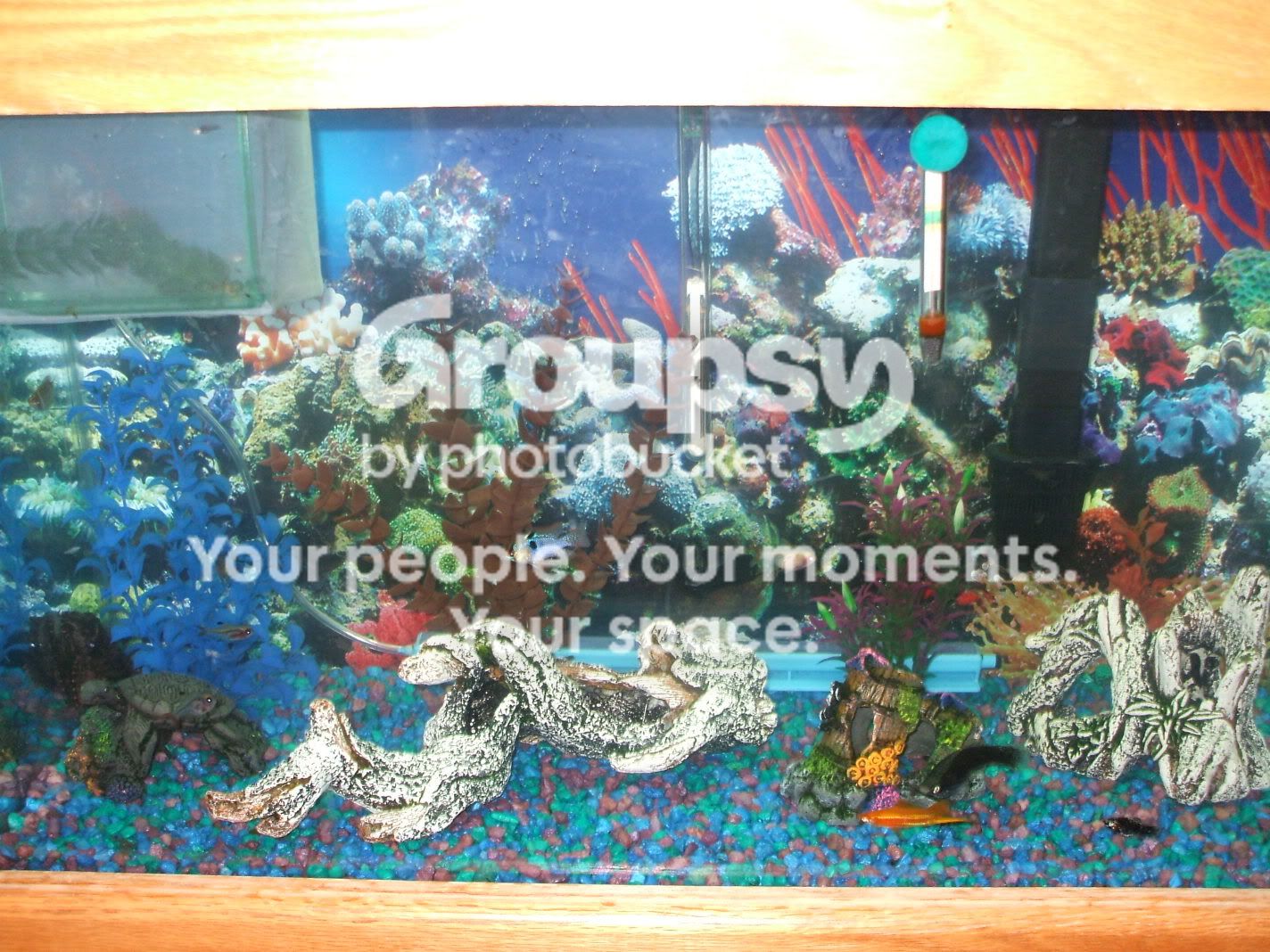 fishtankswithnewplants-30.jpg