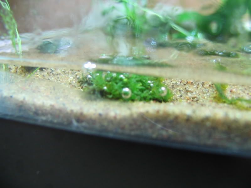 plant.jpg
