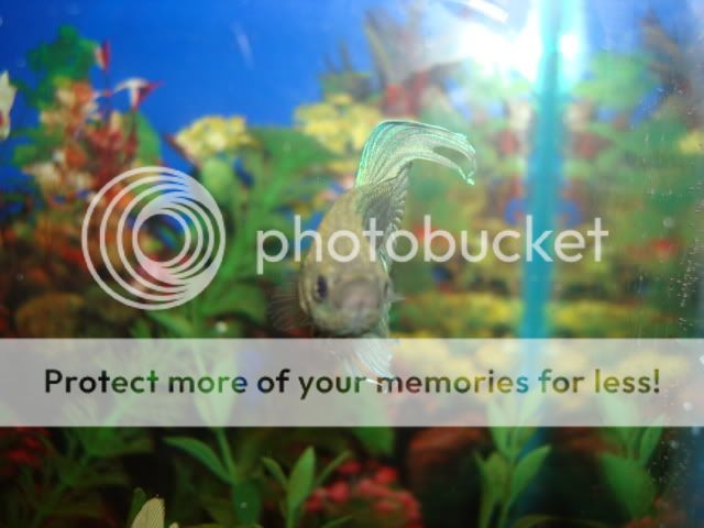bettas034-1.jpg