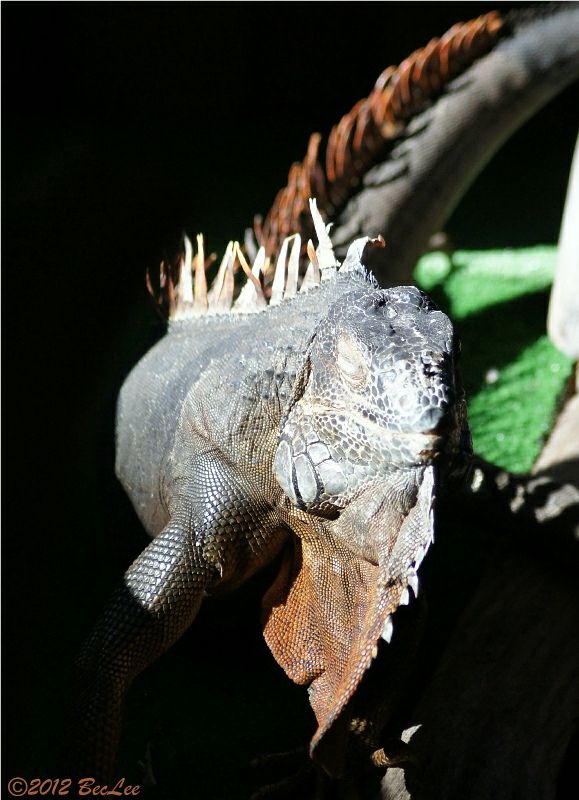 Iguana4thJul2012c.jpg