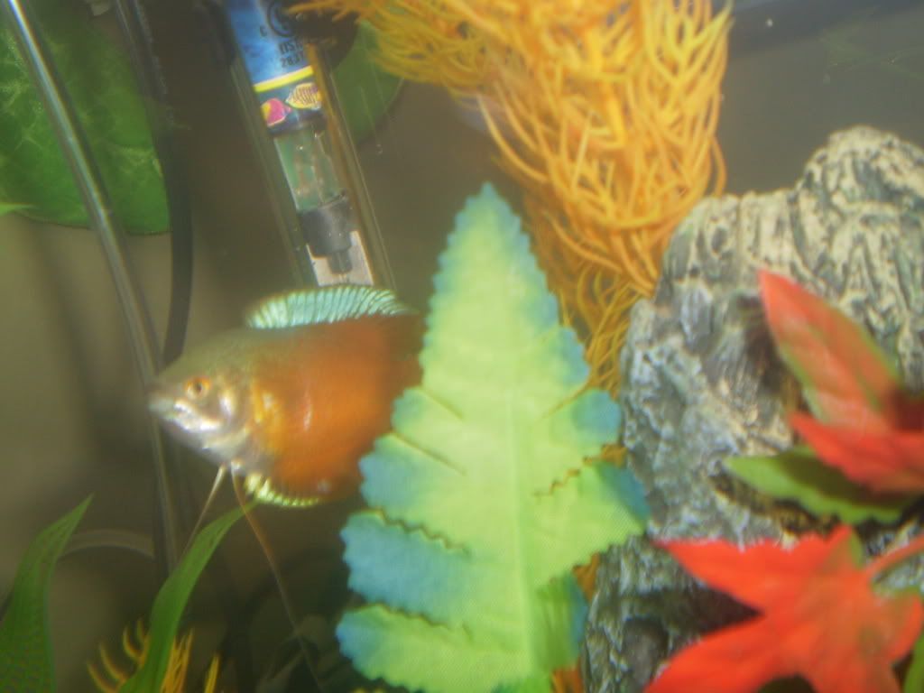 fishiesinluv6771.jpg